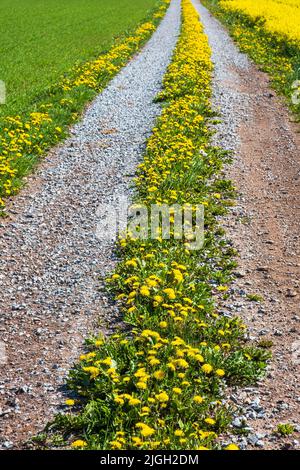 Pissenlits fleuris fleuris sur une épaule d'herbe Banque D'Images