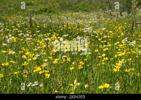 De magnifiques butterbutterbups de Meadow fleurissent sur un pré Banque D'Images