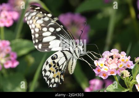Un papillon noir et blanc sur une fleur sur un fond flou Banque D'Images