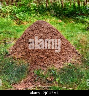 Immense anthill dans une forêt de pins. Énorme anthill dans la forêt de pins, Danemark. Banque D'Images