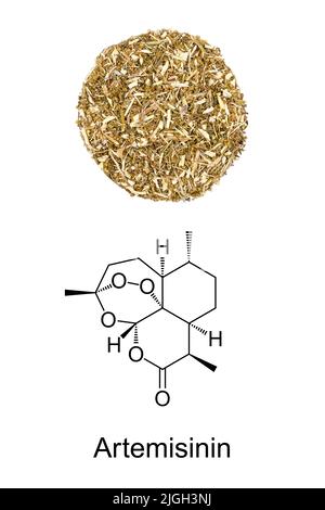 Artemisia annua Herb circle, et la formule chimique de l'artémisinine. Bois de millepertuis sec et structure chimique de l'extrait de plante. Banque D'Images