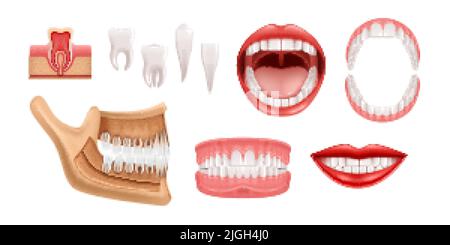 Dents humaines ensemble réaliste d'icônes d'isolation avec mâchoires anatomiques et images de dent unique avec illustration de vecteur de gomme Illustration de Vecteur