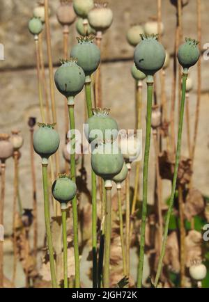 Têtes et tiges de pavot oriental (papaveur oriental) ensemencées dans un jardin réensemencé, contre un mur de pierre de Bath Banque D'Images