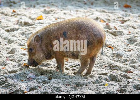 Porcelets à ventre plat, creusant dans le sable. Porc domestique pour la production de viande. Animal de ferme, mammifère. Photo d'animal Banque D'Images