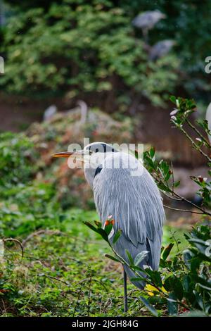 Le héron gris est assis sur la terre et repose au soleil. Un chasseur élégant qui se trouve presque partout dans le monde. Photo animale d'un oiseau de la nature Banque D'Images