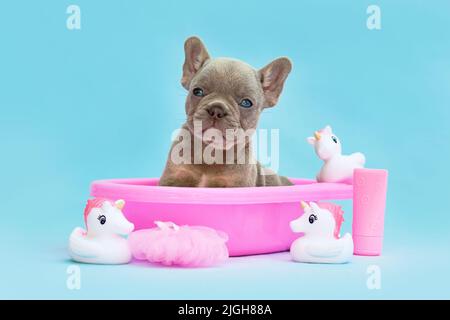 Isabella French Bulldog chien chiot dans la baignoire rose avec des canards en caoutchouc sur fond bleu Banque D'Images