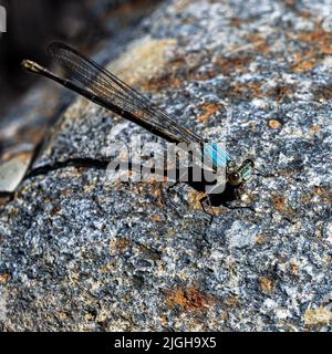 Vue rapprochée d'un insecte danseur en poudre sur la roche Banque D'Images