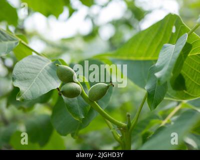 Noix vertes dans le jardin, mise au point sélective. Fruit non mûr de noyer. Juglans regia en été Banque D'Images