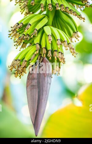 Bananes vertes poussant sur les arbres. Gros plan sur les fruits de banane tropicaux verts sur la plantation de bananes, Cambodge Banque D'Images