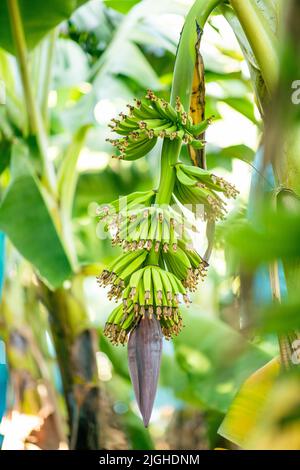 Bananes vertes poussant sur les arbres. Gros plan sur les fruits de banane tropicaux verts sur la plantation de bananes, Cambodge Banque D'Images
