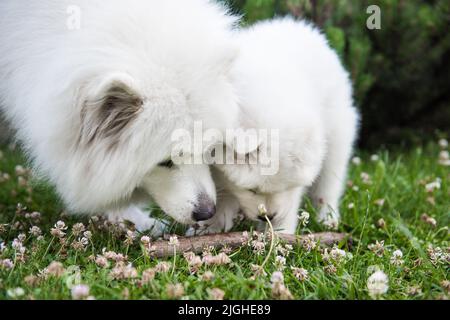 Famille de chiens Samoïés. Petit chiot et adulte Banque D'Images