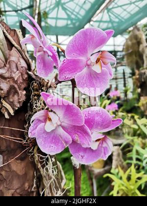 Orchidées de papillon blanc violet dans la serre du jardin botanique Banque D'Images