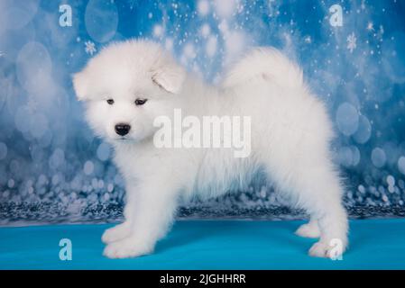 Le petit chien blanc doux et moelleux pour chiots est posé sur une couverture bleue Banque D'Images