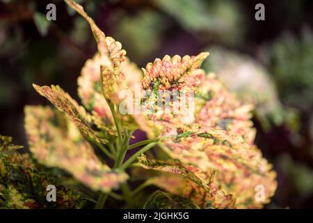 Texture des feuilles de Coleus. Teint par l'ortie. Coleus blumei, Plectranthus scutellarioides, Solenostemon scutellarioides. Fermer l'arrière-plan Banque D'Images