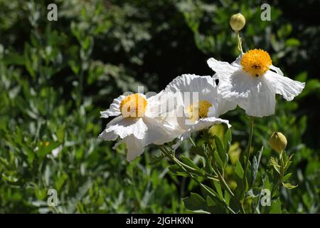 Arbre californien fleurs de coquelicot Romneya coulteri dans le soleil lumineux d'été Banque D'Images