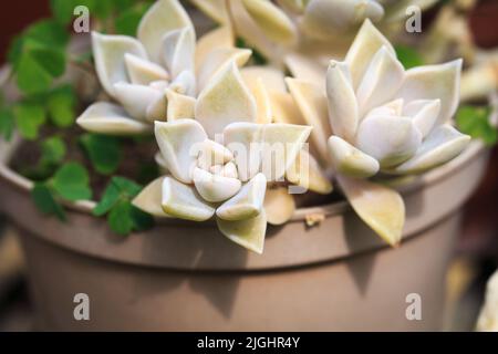 Texture des feuilles de Graptopetalum paraguayense. Arrière-plan naturel. Gros plan pour insérer du texte Banque D'Images