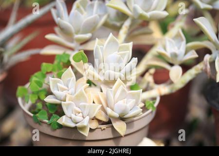 Texture des feuilles de Graptopetalum paraguayense. Arrière-plan naturel. Gros plan pour insérer du texte Banque D'Images