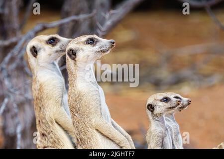 Meerkats mignon gros plan portrait de famille (mob). Tous les animaux et les bébés qui regardent le ciel. Kalahari, Parc national transfrontalier, Afrique du Sud Banque D'Images