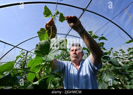 Potsdam, Allemagne. 11th juillet 2022. Le patron principal Harmut Schüler de la ferme végétale biologique Florahof récolte des concombres en serre. Sur environ neuf hectares, la ferme familiale du nord de Potsdam cultive des légumes et des fruits. Les nouvelles cultures comprennent des patates douces, des artichauts, la salade d'asperges rare et le yakon. Les produits sont vendus dans la ferme, sur certains marchés, sous forme de boîte d'abonnement et pour la gastronomie. Les cultures sont cultivées et récoltées selon des normes organiques strictes. Credit: Jens Kalaene/dpa/Alamy Live News Banque D'Images