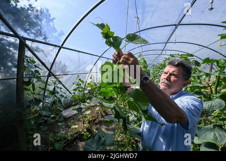 Potsdam, Allemagne. 11th juillet 2022. Le patron principal Harmut Schüler de la ferme végétale biologique Florahof récolte des concombres en serre. Sur environ neuf hectares, la ferme familiale du nord de Potsdam cultive des légumes et des fruits. Les nouvelles cultures comprennent des patates douces, des artichauts, la salade d'asperges rare et le yakon. Les produits sont vendus dans la ferme, sur certains marchés, sous forme de boîte d'abonnement et pour la gastronomie. Les cultures sont cultivées et récoltées selon des normes organiques strictes. Credit: Jens Kalaene/dpa/Alamy Live News Banque D'Images