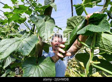 Potsdam, Allemagne. 11th juillet 2022. Le patron principal Harmut Schüler de la ferme végétale biologique Florahof récolte des concombres en serre. Sur environ neuf hectares, la ferme familiale du nord de Potsdam cultive des légumes et des fruits. Les nouvelles cultures comprennent des patates douces, des artichauts, la salade d'asperges rare et le yakon. Les produits sont vendus dans la ferme, sur certains marchés, sous forme de boîte d'abonnement et pour la gastronomie. Les cultures sont cultivées et récoltées selon des normes organiques strictes. Credit: Jens Kalaene/dpa/Alamy Live News Banque D'Images