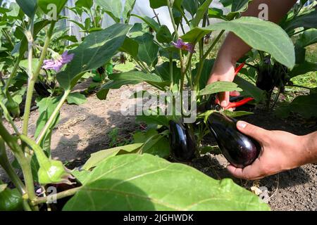 Potsdam, Allemagne. 11th juillet 2022. Les aubergines sont récoltées dans une serre à la ferme végétale biologique Florahof. Sur environ neuf hectares, la ferme familiale du nord de Potsdam cultive des légumes et des fruits. Les nouvelles cultures comprennent des patates douces, des artichauts, la salade d'asperges rare et le yakon. Les produits sont vendus dans la ferme, sur certains marchés, sous forme de boîte d'abonnement et pour la gastronomie. Les cultures sont cultivées et récoltées selon des normes organiques strictes. Credit: Jens Kalaene/dpa/Alamy Live News Banque D'Images