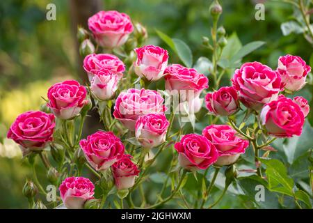 Pink roses dans le jardin Banque D'Images