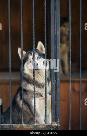 Portrait d'un Husky sibérien avec des yeux bleus assis dans une cage. Chien solitaire dans la cage dans un abri pour animaux. Le chien blanc et gris attend Banque D'Images