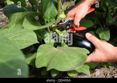 Potsdam, Allemagne. 11th juillet 2022. Les aubergines sont récoltées dans une serre à la ferme végétale biologique Florahof. Sur environ neuf hectares, la ferme familiale du nord de Potsdam cultive des légumes et des fruits. Les nouvelles cultures comprennent des patates douces, des artichauts, la salade d'asperges rare et le yakon. Les produits sont vendus dans la ferme, sur certains marchés, sous forme de boîte d'abonnement et pour la gastronomie. Les cultures sont cultivées et récoltées selon des normes organiques strictes. Credit: Jens Kalaene/dpa/Alamy Live News Banque D'Images