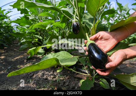 Potsdam, Allemagne. 11th juillet 2022. Les aubergines sont récoltées dans une serre à la ferme végétale biologique Florahof. Sur environ neuf hectares, la ferme familiale du nord de Potsdam cultive des légumes et des fruits. Les nouvelles cultures comprennent des patates douces, des artichauts, la salade d'asperges rare et le yakon. Les produits sont vendus dans la ferme, sur certains marchés, sous forme de boîte d'abonnement et pour la gastronomie. Les cultures sont cultivées et récoltées selon des normes organiques strictes. Credit: Jens Kalaene/dpa/Alamy Live News Banque D'Images