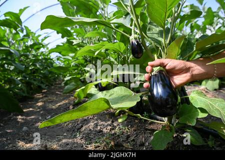 Potsdam, Allemagne. 11th juillet 2022. Les aubergines sont récoltées dans une serre à la ferme végétale biologique Florahof. Sur environ neuf hectares, la ferme familiale du nord de Potsdam cultive des légumes et des fruits. Les nouvelles cultures comprennent des patates douces, des artichauts, la salade d'asperges rare et le yakon. Les produits sont vendus dans la ferme, sur certains marchés, sous forme de boîte d'abonnement et pour la gastronomie. Les cultures sont cultivées et récoltées selon des normes organiques strictes. Credit: Jens Kalaene/dpa/Alamy Live News Banque D'Images