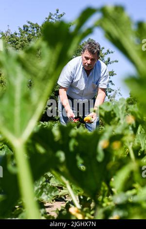 Potsdam, Allemagne. 11th juillet 2022. Le patron principal Hartmut Schüler de la ferme végétale biologique Florahof récolte des courgettes jaunes dans un de ses champs. Sur environ neuf hectares, la ferme familiale du nord de Potsdam cultive des légumes et des fruits. Les nouvelles cultures comprennent des patates douces, des artichauts, la salade d'asperges rare et le yakon. Les produits sont vendus dans la ferme, sur certains marchés, sous forme de boîte d'abonnement et pour la gastronomie. Les cultures sont cultivées et récoltées selon des normes organiques strictes. Credit: Jens Kalaene/dpa/Alamy Live News Banque D'Images