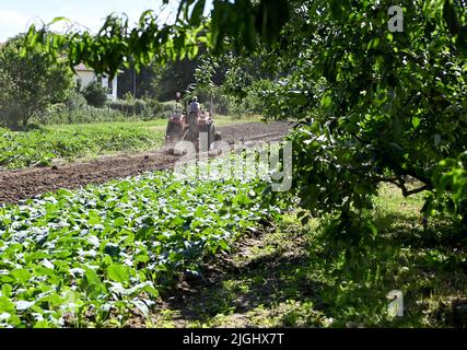 Potsdam, Allemagne. 11th juillet 2022. Un petit tracteur travaille le sol dans un champ à la ferme végétale biologique de Florahof. Sur environ neuf hectares, la ferme familiale du nord de Potsdam cultive des légumes et des fruits. Les nouvelles cultures comprennent des patates douces, des artichauts, la salade d'asperges rare et le yakon. Les produits sont vendus dans la ferme, sur certains marchés, sous forme de boîte d'abonnement et pour la gastronomie. Les cultures sont cultivées et récoltées selon des normes organiques strictes. Credit: Jens Kalaene/dpa/Alamy Live News Banque D'Images