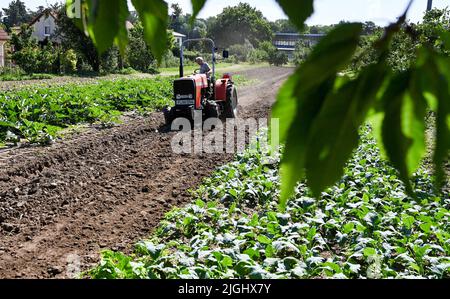 Potsdam, Allemagne. 11th juillet 2022. Un petit tracteur travaille le sol dans un champ à la ferme végétale biologique de Florahof. Sur environ neuf hectares, la ferme familiale du nord de Potsdam cultive des légumes et des fruits. Les nouvelles cultures comprennent des patates douces, des artichauts, la salade d'asperges rare et le yakon. Les produits sont vendus dans la ferme, sur certains marchés, sous forme de boîte d'abonnement et pour la gastronomie. Les cultures sont cultivées et récoltées selon des normes organiques strictes. Credit: Jens Kalaene/dpa/Alamy Live News Banque D'Images