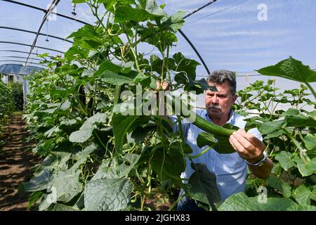 Potsdam, Allemagne. 11th juillet 2022. Le patron principal Hartmut Schüler de la ferme maraîchère biologique de Florahof récolte des concombres en serre. Sur environ neuf hectares, la ferme familiale du nord de Potsdam cultive des légumes et des fruits. Les nouvelles cultures comprennent des patates douces, des artichauts, la salade d'asperges rare et le yakon. Les produits sont vendus dans la ferme, sur certains marchés, sous forme de boîte d'abonnement et pour la gastronomie. Les cultures sont cultivées et récoltées selon des normes organiques strictes. Credit: Jens Kalaene/dpa/Alamy Live News Banque D'Images