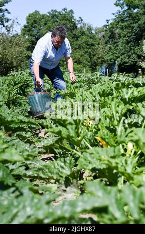 Potsdam, Allemagne. 11th juillet 2022. Le patron principal Hartmut Schüler de la ferme végétale biologique Florahof récolte des courgettes jaunes dans un de ses champs. Sur environ neuf hectares, la ferme familiale du nord de Potsdam cultive des légumes et des fruits. Les nouvelles cultures comprennent des patates douces, des artichauts, la salade d'asperges rare et le yakon. Les produits sont vendus dans la ferme, sur certains marchés, sous forme de boîte d'abonnement et pour la gastronomie. Les cultures sont cultivées et récoltées selon des normes organiques strictes. Credit: Jens Kalaene/dpa/Alamy Live News Banque D'Images