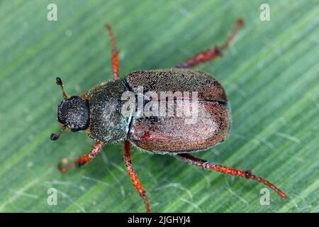 Un coléoptère de singe (Hoplia sp.) sur une feuille verte. Banque D'Images