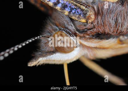 Amiral rouge (Vanessa atalanta, Pyrameis atalanta) grossissement extrême - tête de papillon, portrait. Banque D'Images