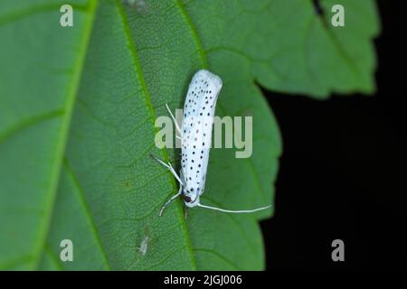 Cerisier d'oiseau Ermine (Yponomeuta evonymella, Yponomeuta padi), sur une feuille, Pologne. Banque D'Images