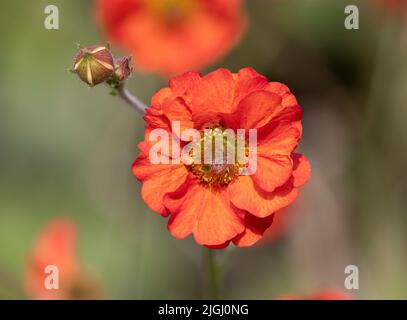 Gros plan d'une fleur de Geum rouge aux couleurs vives sur un arrière-plan de mise au point douce Banque D'Images
