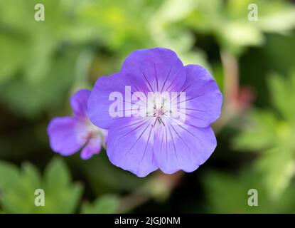 Le géranium bleu (Geranium rozanne) est étroitement lié au pré Cranesbill (Geranium pratense) et est souvent cultivé comme une vivace dans les jardins. Banque D'Images