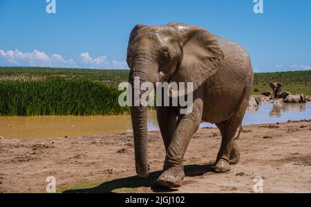 Baignade des éléphants, parc des éléphants d'Addo Afrique du Sud, famille des éléphants dans le parc des éléphants d'Addo, les éléphants prenant un bain dans une piscine d'eau avec de la boue. Éléphants d'Afrique Banque D'Images