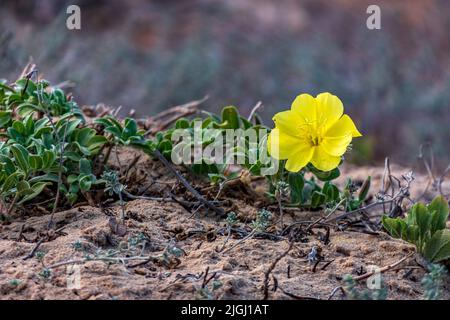 Fleur jaune d'Oenothera drummondii gros plan sur fond flou Banque D'Images