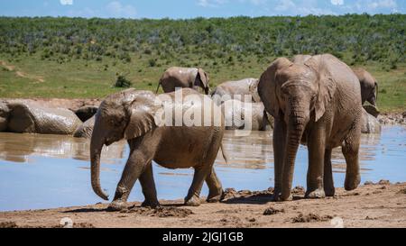 Baignade des éléphants, parc des éléphants d'Addo Afrique du Sud, famille des éléphants dans le parc des éléphants d'Addo, les éléphants prenant un bain dans une piscine d'eau avec de la boue. Éléphants d'Afrique Banque D'Images