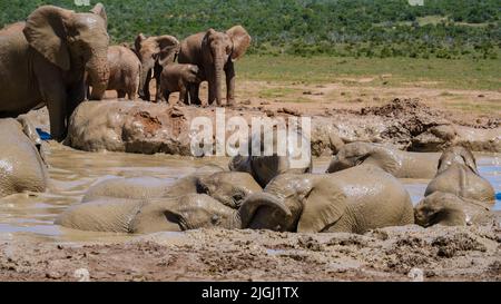 Baignade des éléphants, parc des éléphants d'Addo Afrique du Sud, famille des éléphants dans le parc des éléphants d'Addo, les éléphants prenant un bain dans une piscine d'eau avec de la boue. Éléphants d'Afrique Banque D'Images