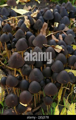 Gros plan vertical sur une agrégation fraîche de champignons britanniques coniques, Psathyrella Conopilus Banque D'Images