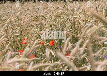 Des coquelicots et des fleurs de maïs parmi les lames de grain mûr lors d'une chaude journée d'été. Banque D'Images