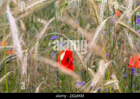 Des coquelicots et des fleurs de maïs parmi les lames de grain mûr lors d'une chaude journée d'été. Banque D'Images