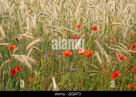 Des coquelicots et des fleurs de maïs parmi les lames de grain mûr lors d'une chaude journée d'été. Banque D'Images