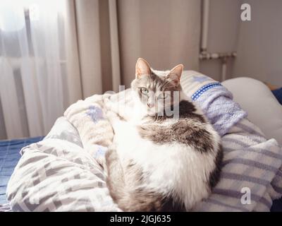 le chat adulte repose sur une couverture sur le lit. Les rayons du soleil tombent sur le chat. le chat baigne dans le soleil Banque D'Images